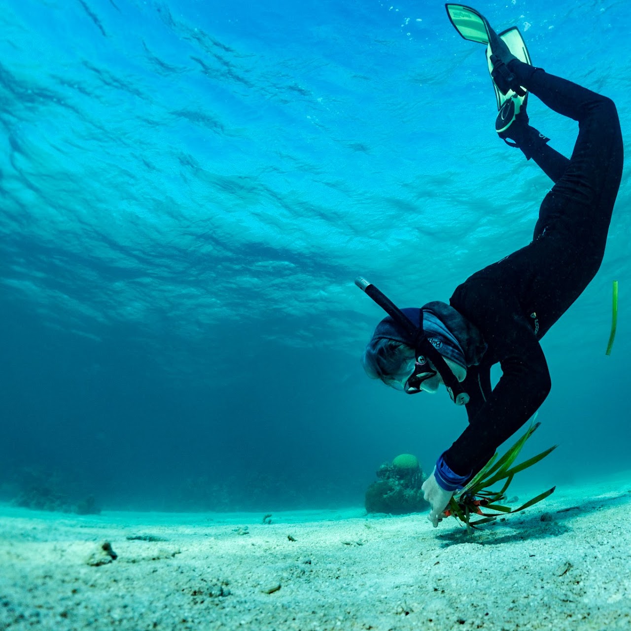 An underwater snorkeler with green fins and a black wetsuit places a bundle of seagrass on the sandy bottom.