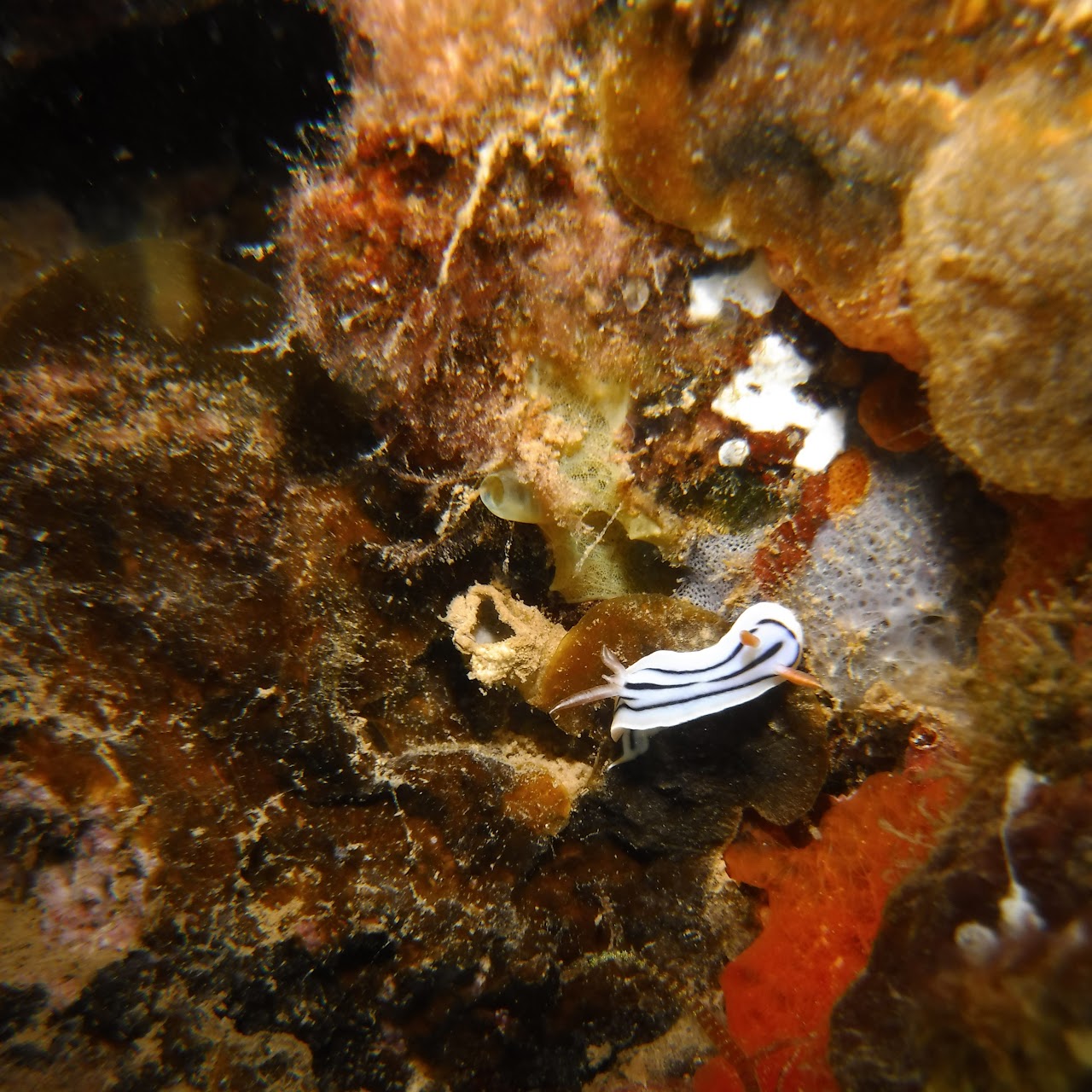 A white nudibranch with blue strips crawls over a mosaic of sponges, algae, and other benthic organisms.