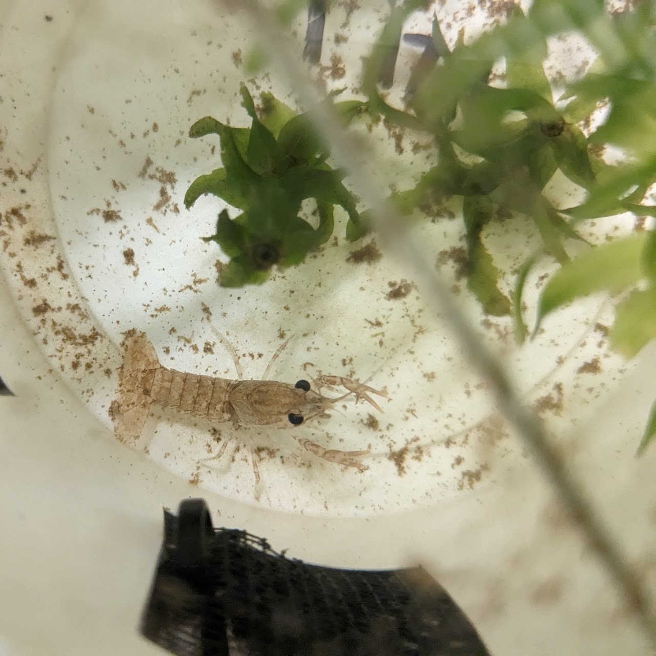 A small crayfish lifts its claws in a white plastic cup with a leafy green plant.