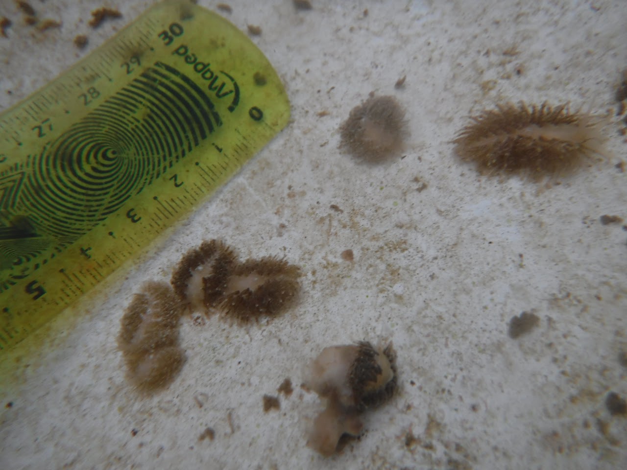 Multiple fuzzy-looking nudibranchs with pale bodies and brown cerata cluster by a green ruler, shown for scale.  