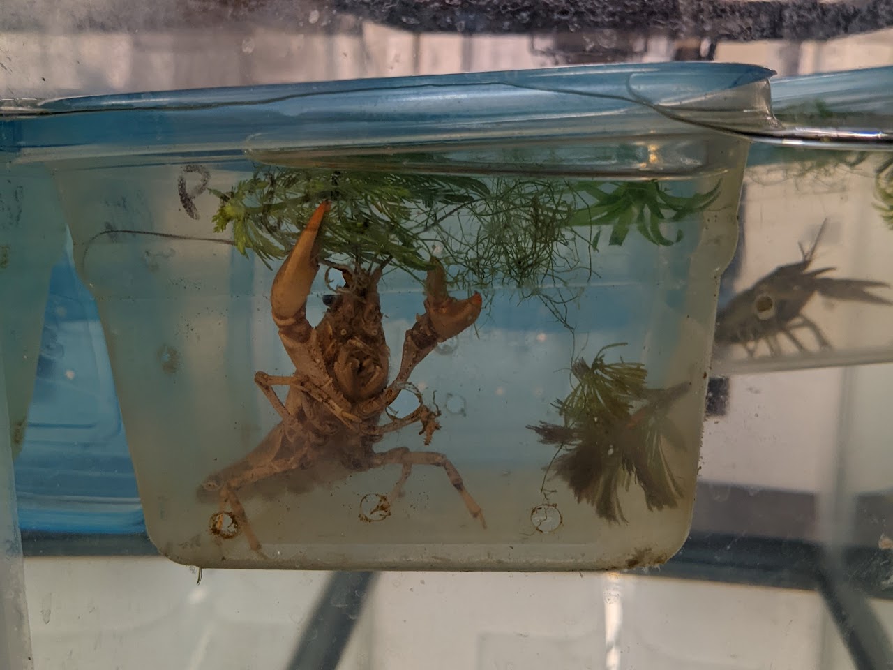 An adult Procambarus clarkii crayfish reaches for an aquatic plant in a plastic container with a blue lid. 